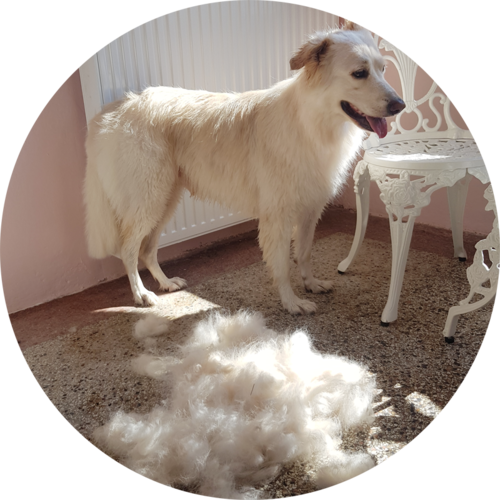 Hundefriseur Carding